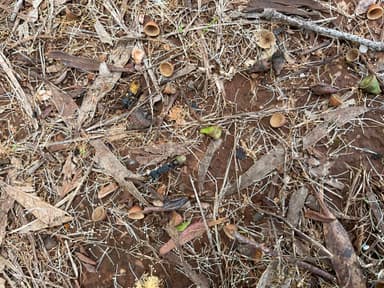 Myrmecia fulvipes — colony photo 148
