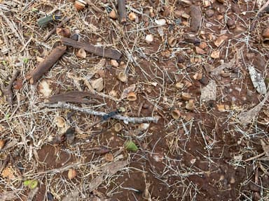 Myrmecia fulvipes — colony photo 149