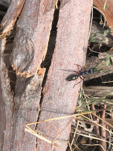 Myrmecia fulvipes photo 153