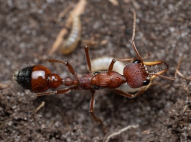 Myrmecia gulosa — queen photo 31