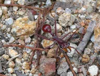 Myrmecia gulosa photo 57