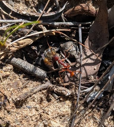 Myrmecia gulosa photo 160
