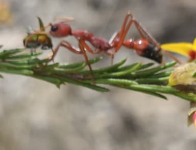 Myrmecia gulosa photo 219