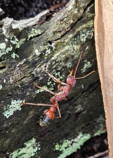 Myrmecia gulosa photo 250