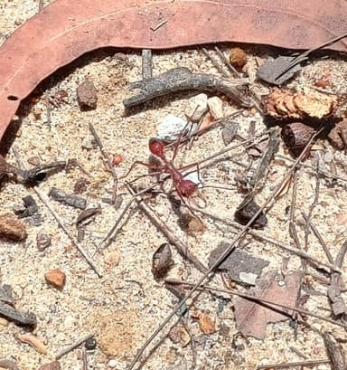 Myrmecia gulosa photo 259