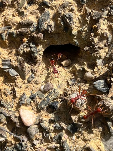 Myrmecia gulosa photo 269