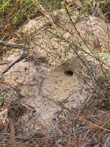 Myrmecia gulosa — colony photo 297