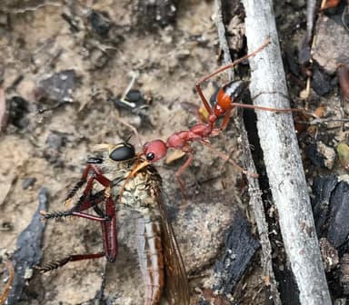 Myrmecia gulosa photo 308
