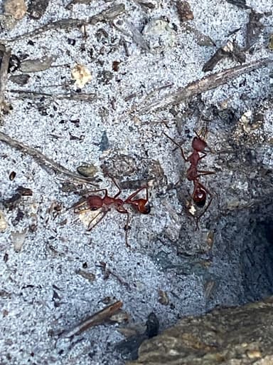 Myrmecia gulosa photo 315