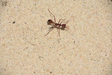 Myrmecia gulosa photo 318
