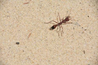 Myrmecia gulosa photo 319