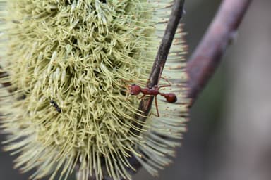 Myrmecia gulosa photo 350