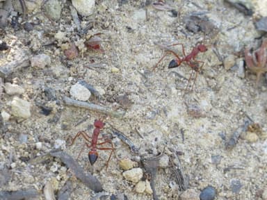 Myrmecia gulosa photo 355