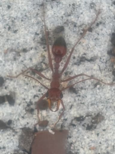 Myrmecia gulosa photo 372
