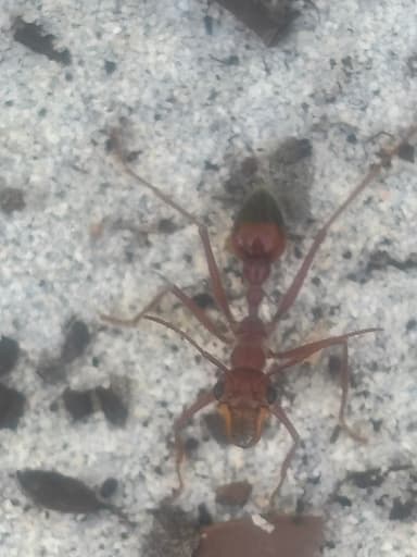 Myrmecia gulosa photo 373
