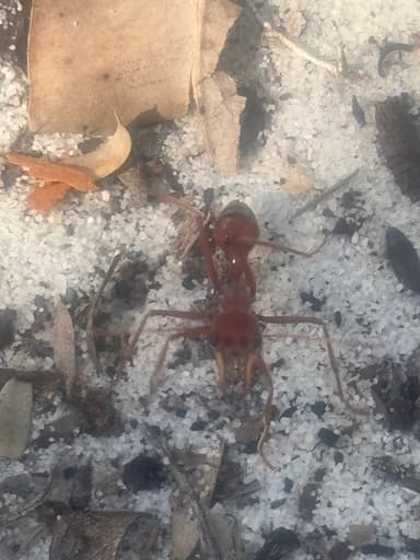Myrmecia gulosa photo 374