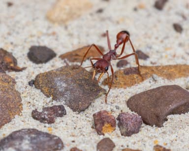 Myrmecia gulosa photo 385