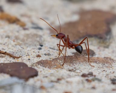 Myrmecia gulosa photo 386