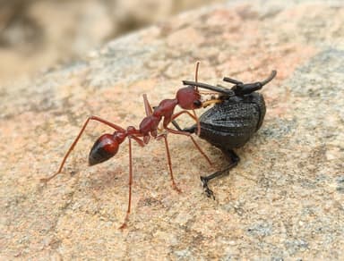 Myrmecia gulosa photo 402