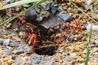 Myrmecia gulosa photo 405