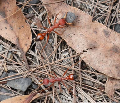 Myrmecia gulosa photo 407