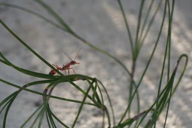 Myrmecia gulosa photo 409