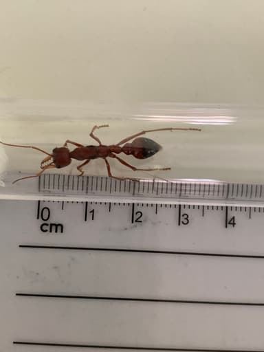 Myrmecia gulosa — queen photo 421