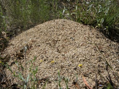 Myrmecia gulosa — colony photo 1