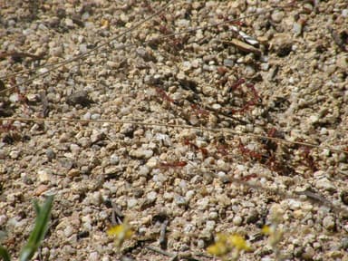 Myrmecia gulosa — colony photo 2