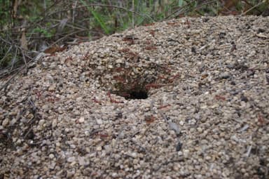 Myrmecia gulosa — colony photo 4