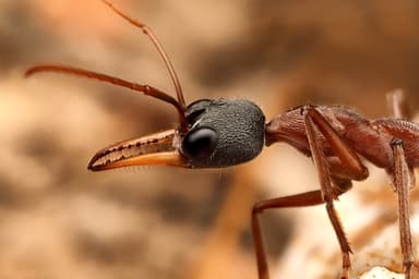 Myrmecia gulosa — queen photo 9