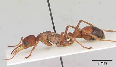 Myrmecia gulosa — queen photo 12
