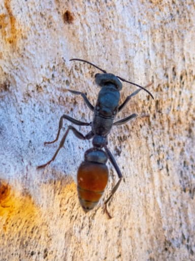 Myrmecia mandibularis photo 2
