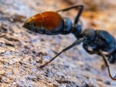 Myrmecia mandibularis photo 4
