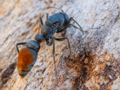Myrmecia mandibularis photo 5