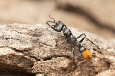 Myrmecia mandibularis photo 6