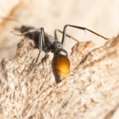 Myrmecia mandibularis photo 7