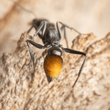 Myrmecia mandibularis photo 8