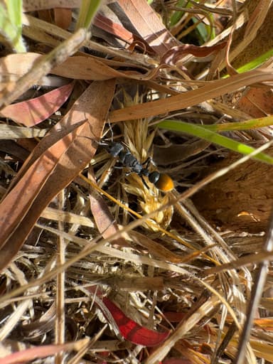 Myrmecia mandibularis photo 15