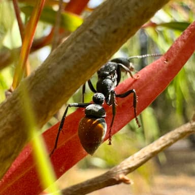 Myrmecia mandibularis photo 17