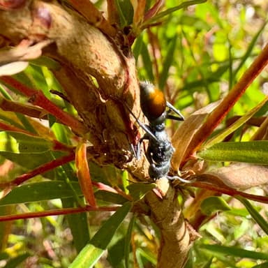 Myrmecia mandibularis photo 19