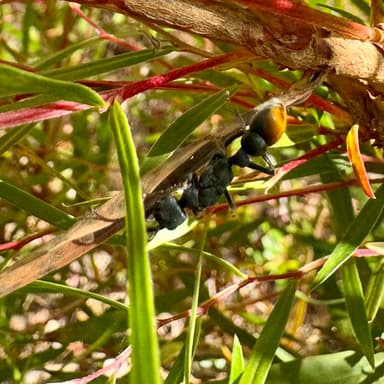 Myrmecia mandibularis photo 20