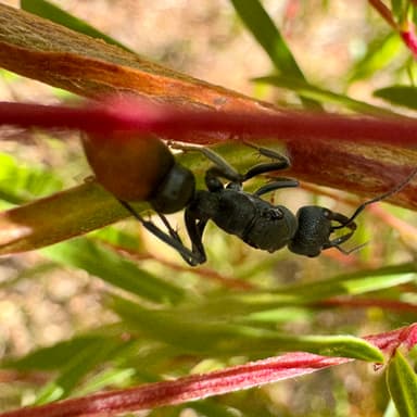 Myrmecia mandibularis photo 21