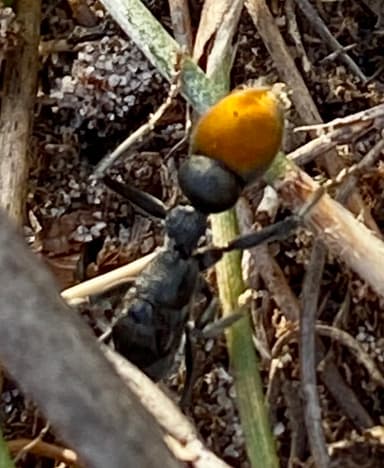 Myrmecia mandibularis photo 23