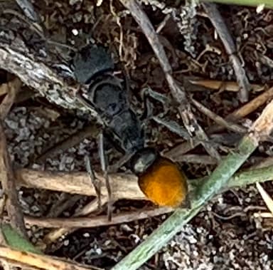 Myrmecia mandibularis photo 24
