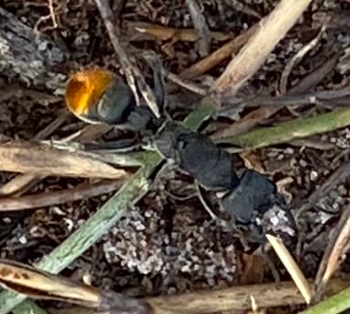Myrmecia mandibularis photo 25