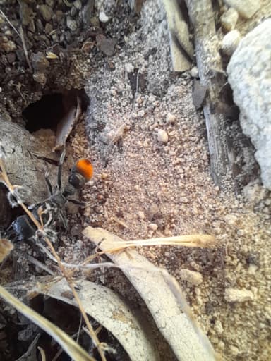 Myrmecia mandibularis photo 27