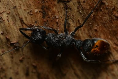 Myrmecia mandibularis photo 29