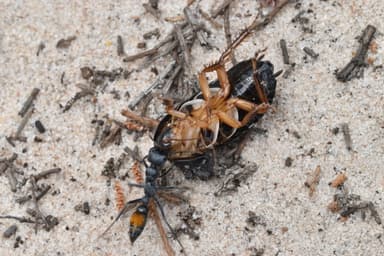 Myrmecia mandibularis photo 30
