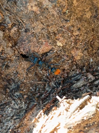 Myrmecia mandibularis photo 31